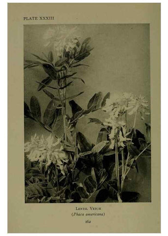 Reproducción/Reproduction 48593984747: Wild flowers of the North American mountains /. New York :R.M. McBride,1915.. 