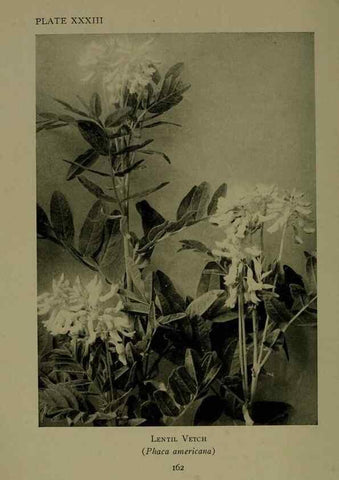 Reproducción/Reproduction 48593984747: Wild flowers of the North American mountains /. New York :R.M. McBride,1915.. 