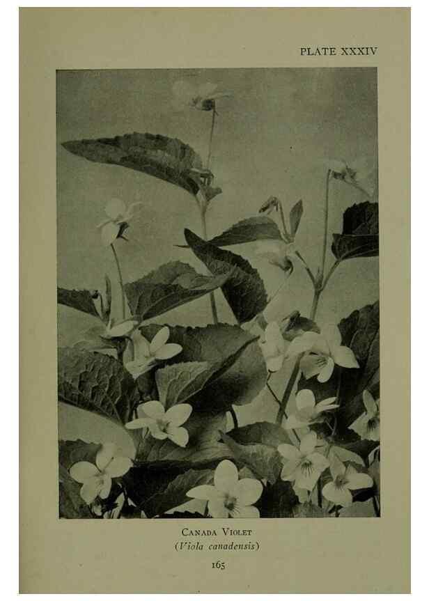 Reproducción/Reproduction 48593985222: Wild flowers of the North American mountains /. New York :R.M. McBride,1915.. 