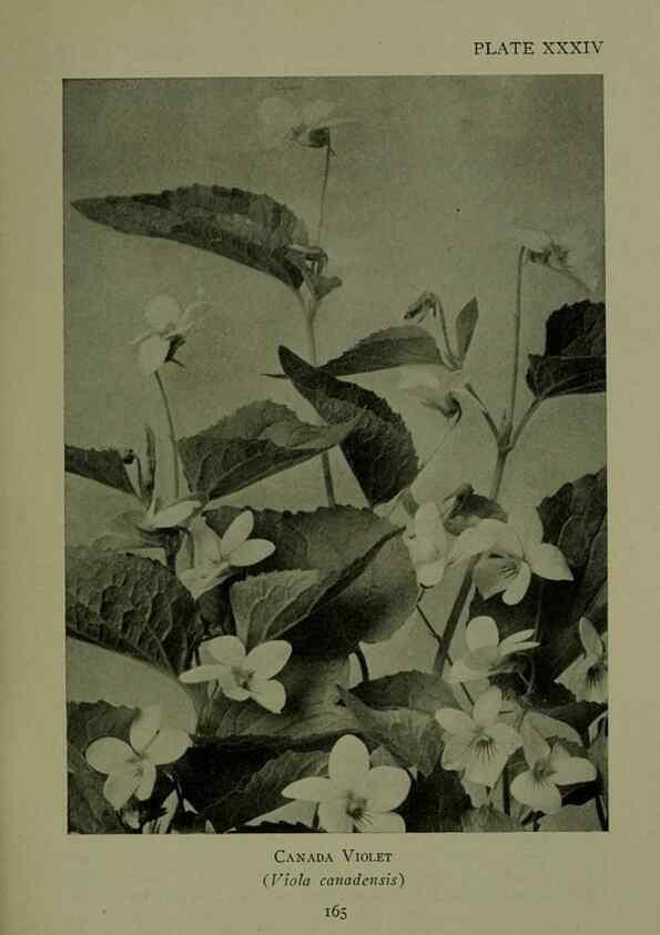 Reproducción/Reproduction 48593985222: Wild flowers of the North American mountains /. New York :R.M. McBride,1915.. 