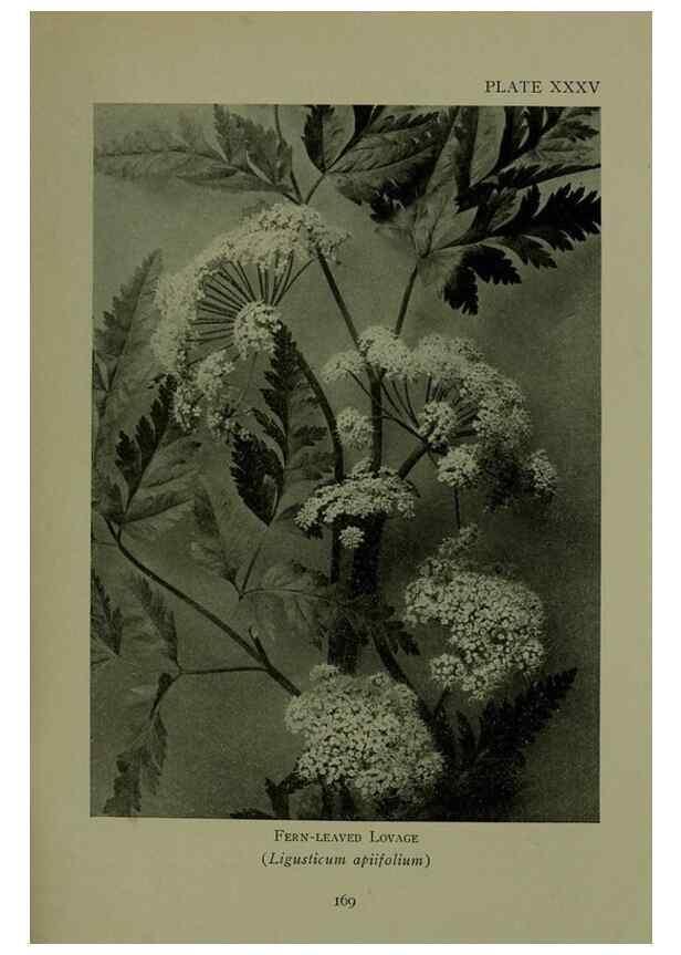 Reproducción/Reproduction 48593844621: Wild flowers of the North American mountains /. New York :R.M. McBride,1915.. 