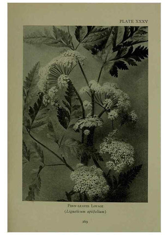 Reproducción/Reproduction 48593844621: Wild flowers of the North American mountains /. New York :R.M. McBride,1915.. 
