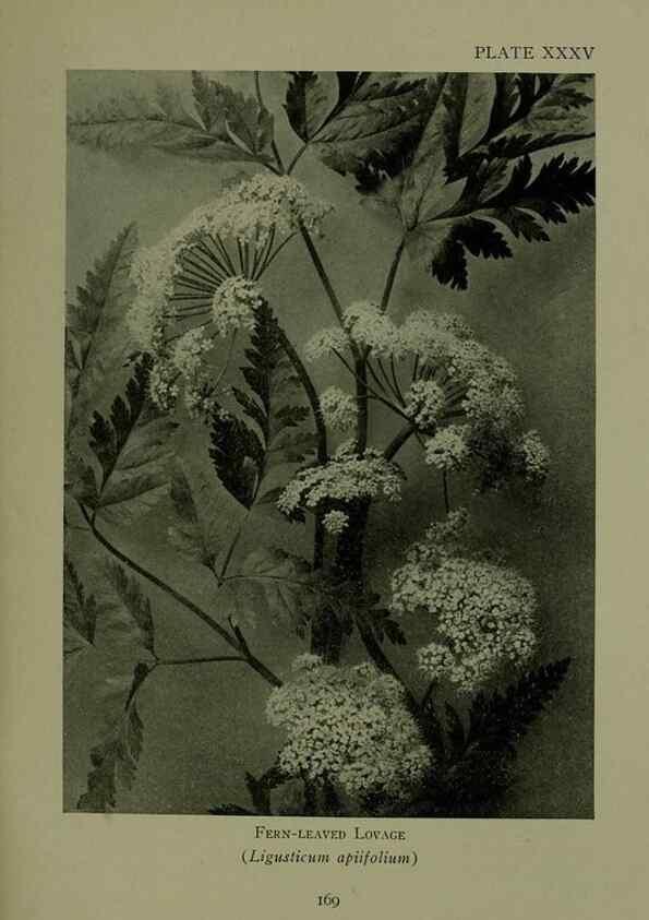 Reproducción/Reproduction 48593844621: Wild flowers of the North American mountains /. New York :R.M. McBride,1915.. 