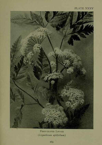 Reproducción/Reproduction 48593844621: Wild flowers of the North American mountains /. New York :R.M. McBride,1915.. 