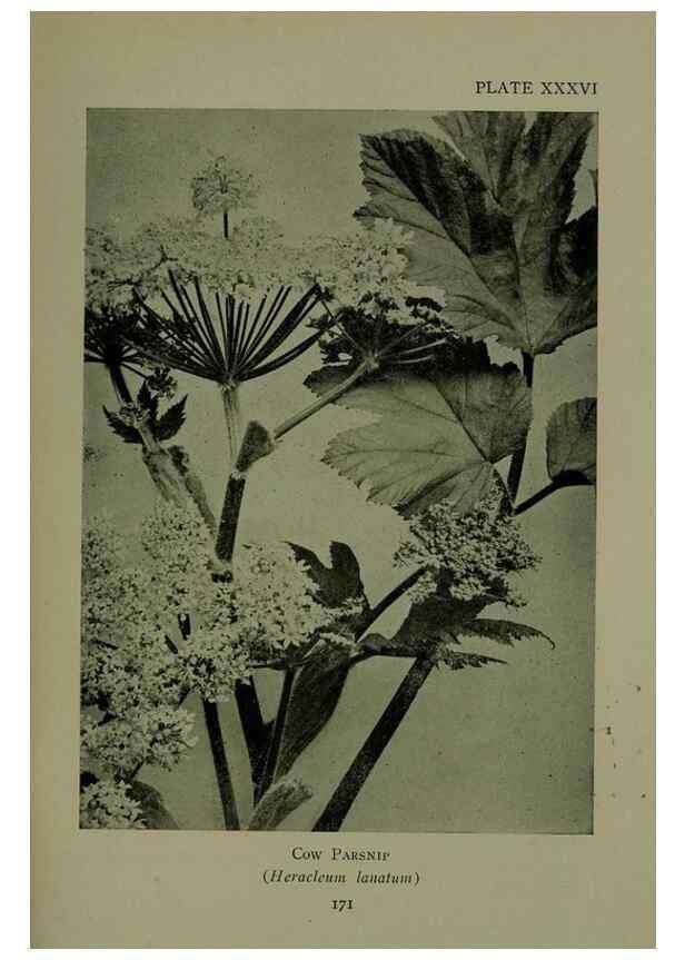 Reproducción/Reproduction 48593986202: Wild flowers of the North American mountains /. New York :R.M. McBride,1915.. 