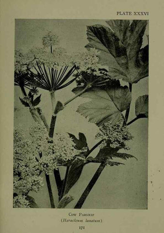 Reproducción/Reproduction 48593986202: Wild flowers of the North American mountains /. New York :R.M. McBride,1915.. 