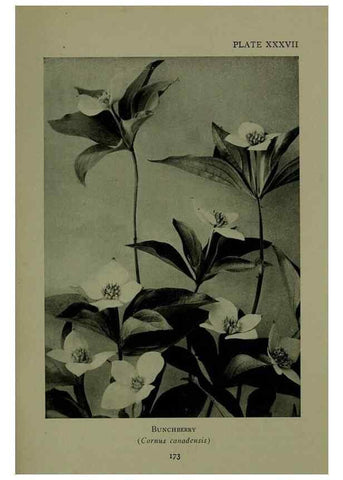 Reproducción/Reproduction 48593845926: Wild flowers of the North American mountains /. New York :R.M. McBride,1915.. 