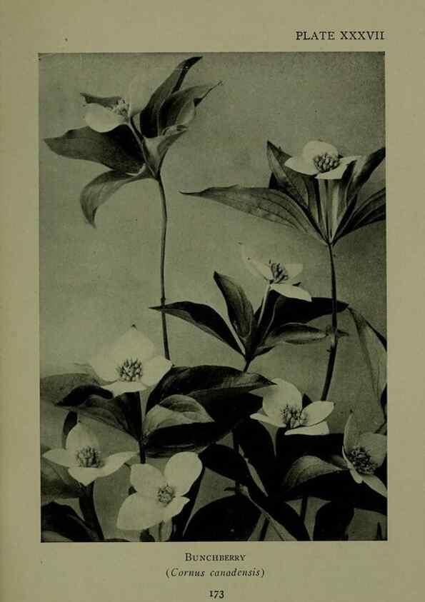 Reproducción/Reproduction 48593845926: Wild flowers of the North American mountains /. New York :R.M. McBride,1915.. 