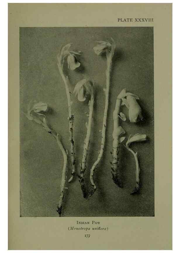 Reproducción/Reproduction 48593987427: Wild flowers of the North American mountains /. New York :R.M. McBride,1915.. 