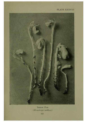 Reproducción/Reproduction 48593987427: Wild flowers of the North American mountains /. New York :R.M. McBride,1915.. 