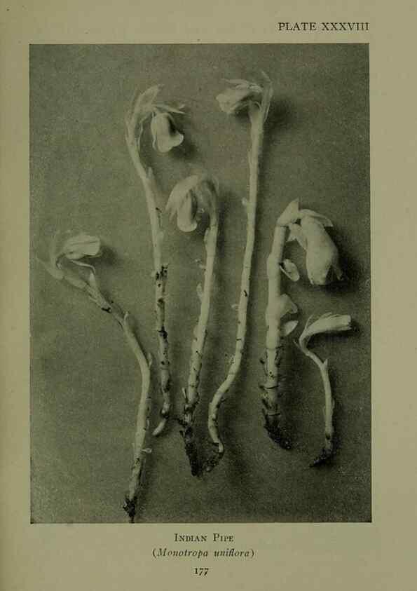 Reproducción/Reproduction 48593987427: Wild flowers of the North American mountains /. New York :R.M. McBride,1915.. 