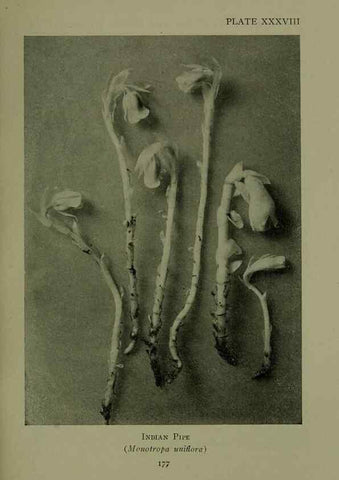 Reproducción/Reproduction 48593987427: Wild flowers of the North American mountains /. New York :R.M. McBride,1915.. 