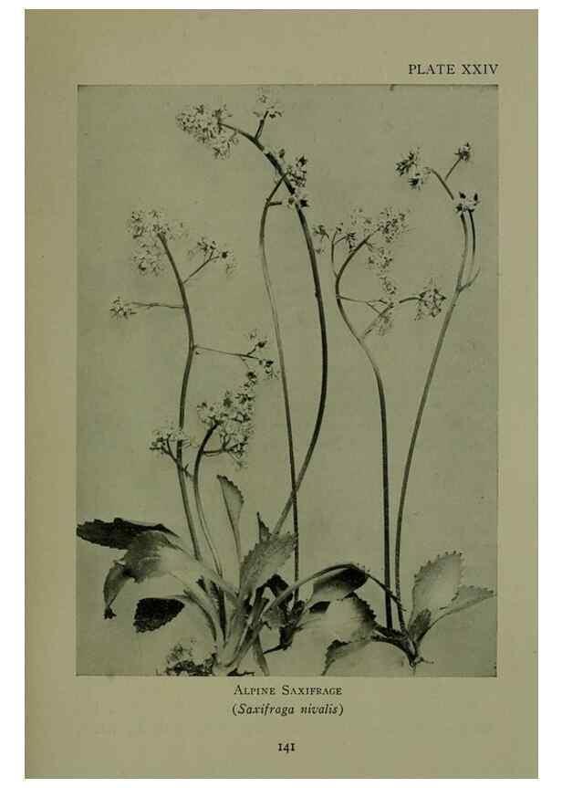 Reproducción/Reproduction 48593979732: Wild flowers of the North American mountains /. New York :R.M. McBride,1915.. 