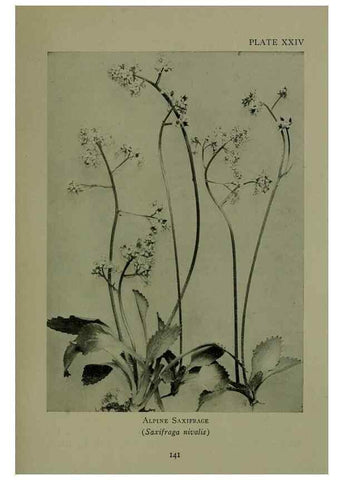 Reproducción/Reproduction 48593979732: Wild flowers of the North American mountains /. New York :R.M. McBride,1915.. 