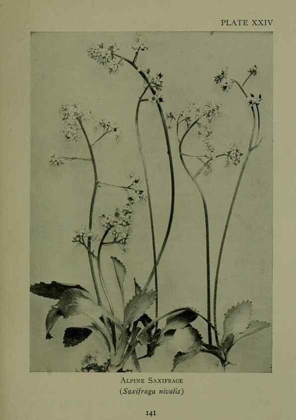 Reproducción/Reproduction 48593979732: Wild flowers of the North American mountains /. New York :R.M. McBride,1915.. 