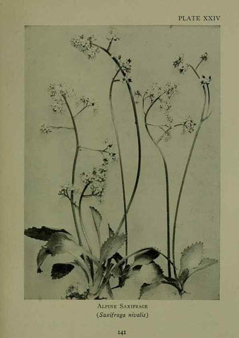 Reproducción/Reproduction 48593979732: Wild flowers of the North American mountains /. New York :R.M. McBride,1915.. 