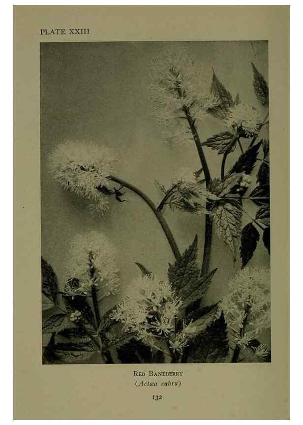 Reproducción/Reproduction 48593979232: Wild flowers of the North American mountains /. New York :R.M. McBride,1915.. 