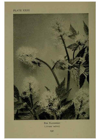 Reproducción/Reproduction 48593979232: Wild flowers of the North American mountains /. New York :R.M. McBride,1915.. 