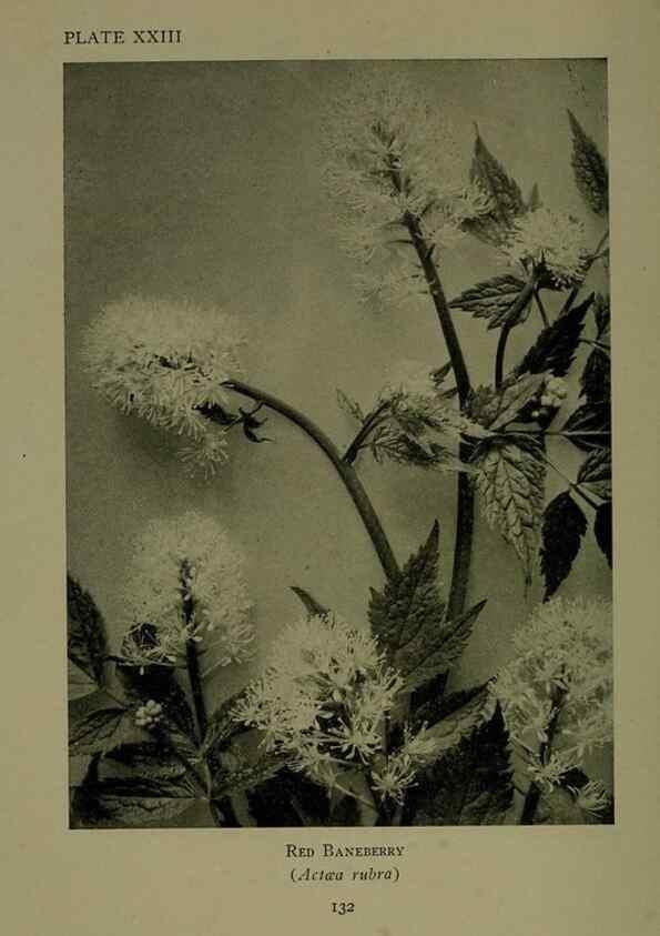 Reproducción/Reproduction 48593979232: Wild flowers of the North American mountains /. New York :R.M. McBride,1915.. 