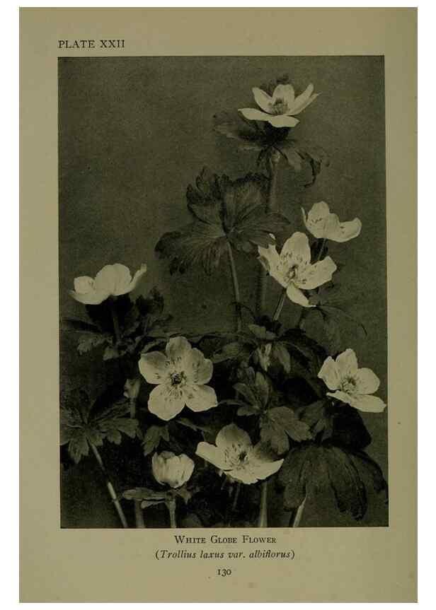 Reproducción/Reproduction 48593978752: Wild flowers of the North American mountains /. New York :R.M. McBride,1915.. 