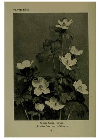 Reproducción/Reproduction 48593978752: Wild flowers of the North American mountains /. New York :R.M. McBride,1915.. 