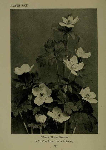 Reproducción/Reproduction 48593978752: Wild flowers of the North American mountains /. New York :R.M. McBride,1915.. 