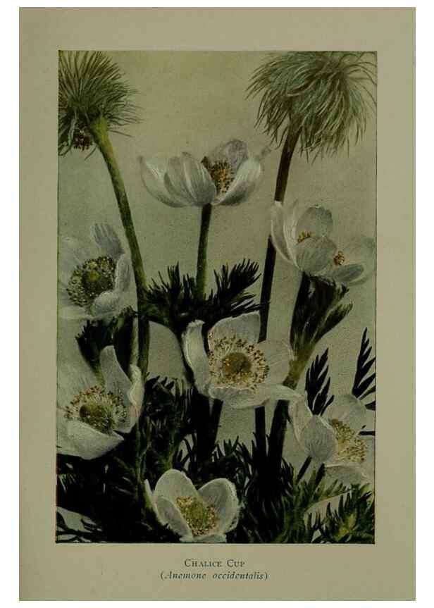 Reproducción/Reproduction 48593978197: Wild flowers of the North American mountains /. New York :R.M. McBride,1915.. 