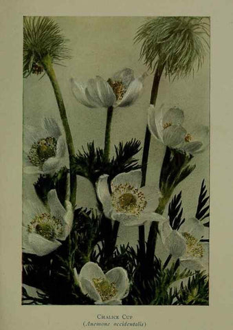 Reproducción/Reproduction 48593978197: Wild flowers of the North American mountains /. New York :R.M. McBride,1915.. 