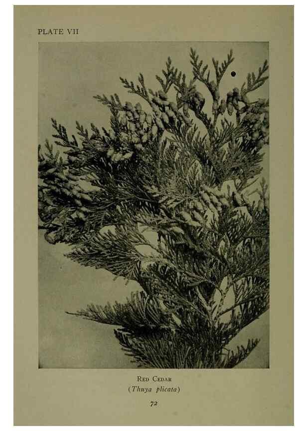Reproducción/Reproduction 48593970767: Wild flowers of the North American mountains /. New York :R.M. McBride,1915.. 