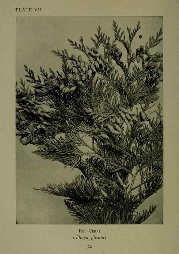 Reproducción/Reproduction 48593970767: Wild flowers of the North American mountains /. New York :R.M. McBride,1915.. 