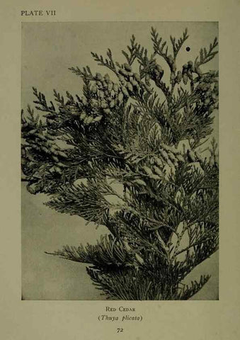 Reproducción/Reproduction 48593970767: Wild flowers of the North American mountains /. New York :R.M. McBride,1915.. 