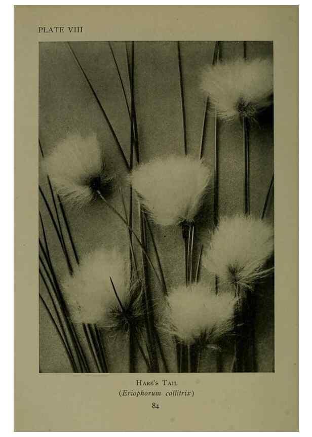 Reproducción/Reproduction 48593971117: Wild flowers of the North American mountains /. New York :R.M. McBride,1915.. 