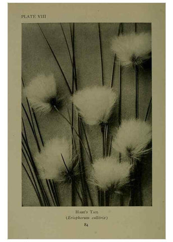 Reproducción/Reproduction 48593971117: Wild flowers of the North American mountains /. New York :R.M. McBride,1915.. 
