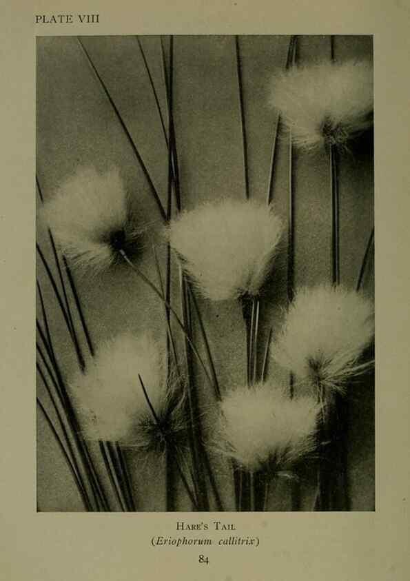Reproducción/Reproduction 48593971117: Wild flowers of the North American mountains /. New York :R.M. McBride,1915.. 