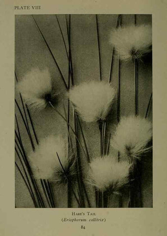 Reproducción/Reproduction 48593971117: Wild flowers of the North American mountains /. New York :R.M. McBride,1915.. 