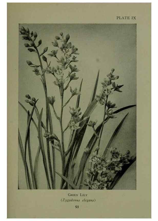 Reproducción/Reproduction 48593831021: Wild flowers of the North American mountains /. New York :R.M. McBride,1915.. 
