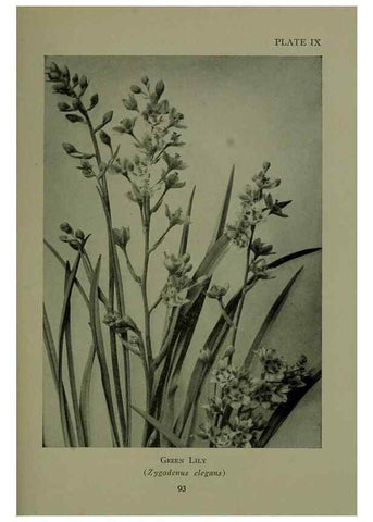 Reproducción/Reproduction 48593831021: Wild flowers of the North American mountains /. New York :R.M. McBride,1915.. 