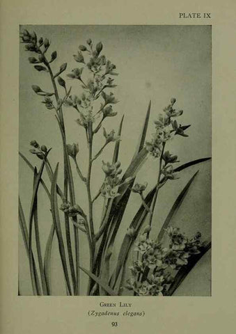 Reproducción/Reproduction 48593831021: Wild flowers of the North American mountains /. New York :R.M. McBride,1915.. 