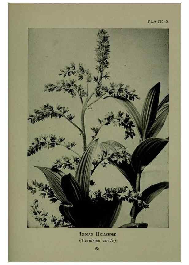 Reproducción/Reproduction 48593971897: Wild flowers of the North American mountains /. New York :R.M. McBride,1915.. 