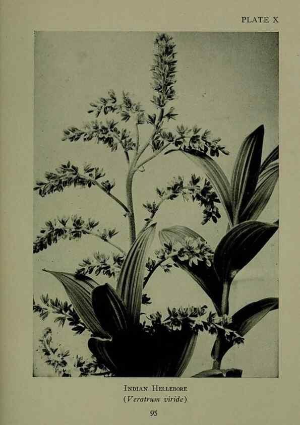 Reproducción/Reproduction 48593971897: Wild flowers of the North American mountains /. New York :R.M. McBride,1915.. 
