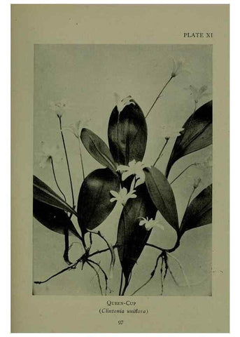 Reproducción/Reproduction 48593831646: Wild flowers of the North American mountains /. New York :R.M. McBride,1915.. 