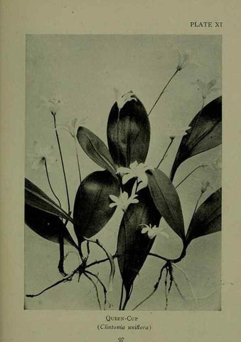 Reproducción/Reproduction 48593831646: Wild flowers of the North American mountains /. New York :R.M. McBride,1915.. 