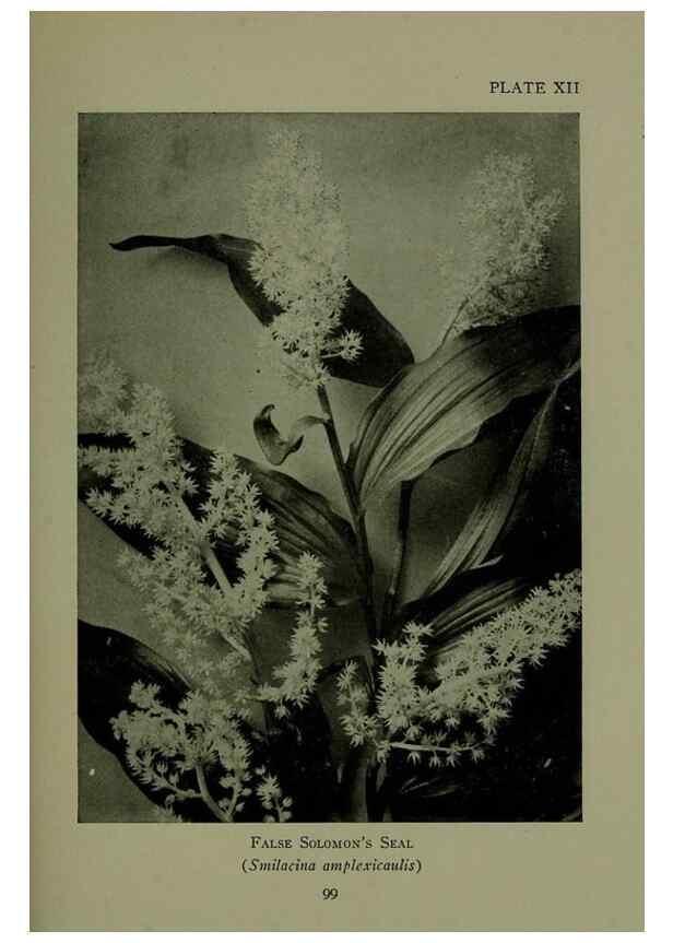 Reproducción/Reproduction 48593832011: Wild flowers of the North American mountains /. New York :R.M. McBride,1915.. 