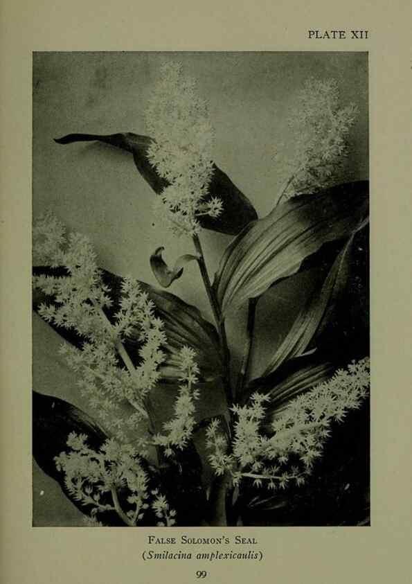 Reproducción/Reproduction 48593832011: Wild flowers of the North American mountains /. New York :R.M. McBride,1915.. 