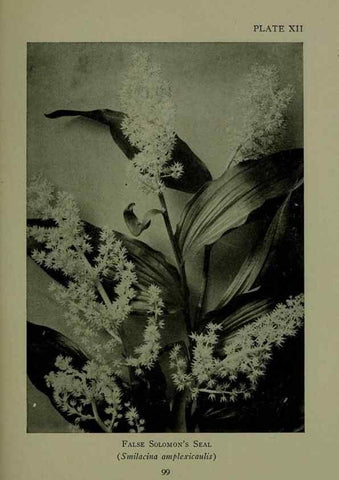Reproducción/Reproduction 48593832011: Wild flowers of the North American mountains /. New York :R.M. McBride,1915.. 