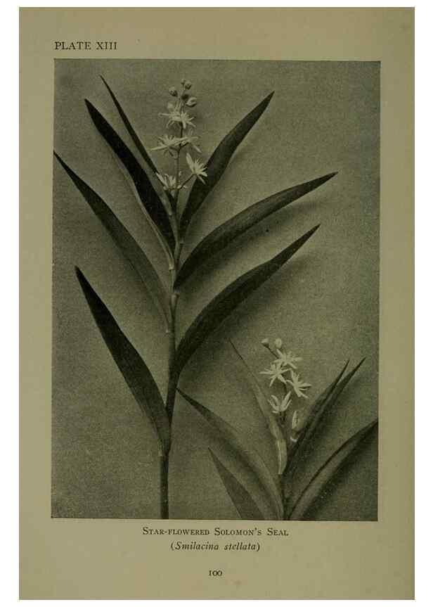 Reproducción/Reproduction 48593832401: Wild flowers of the North American mountains /. New York :R.M. McBride,1915.. 