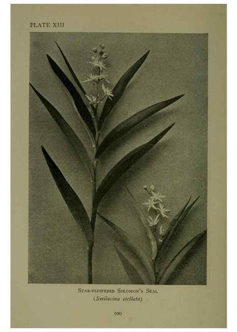 Reproducción/Reproduction 48593832401: Wild flowers of the North American mountains /. New York :R.M. McBride,1915.. 