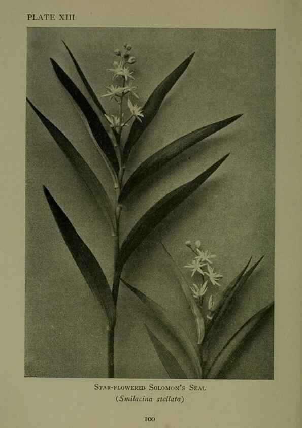 Reproducción/Reproduction 48593832401: Wild flowers of the North American mountains /. New York :R.M. McBride,1915.. 