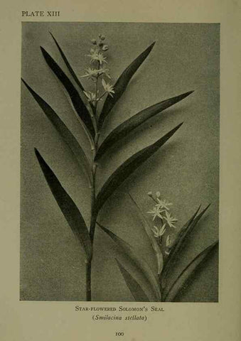 Reproducción/Reproduction 48593832401: Wild flowers of the North American mountains /. New York :R.M. McBride,1915.. 