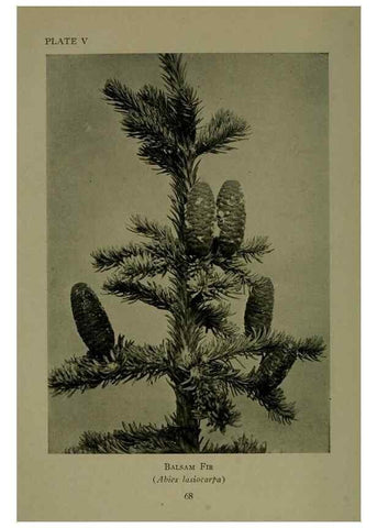 Reproducción/Reproduction 48593828876: Wild flowers of the North American mountains /. New York :R.M. McBride,1915.. 